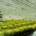 Interior of Green Light Cultivation Facility.